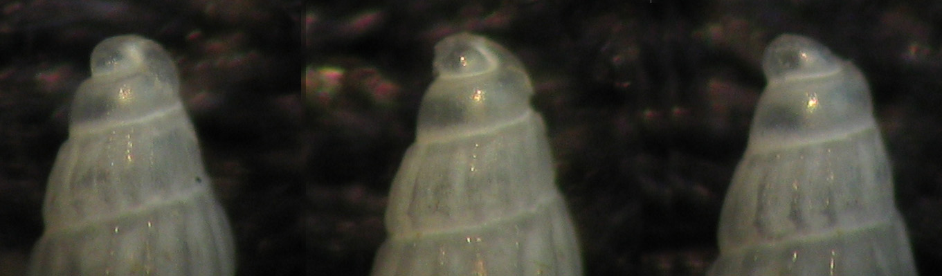 Chrysallida 1